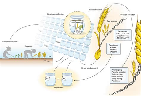 Review: Genebank genomics bridges the gap between the conservation of ...