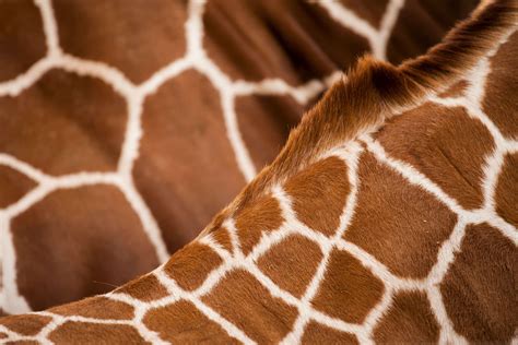 Lets Talk About Spots & Stripes – Ubuntu Wildlife Trust