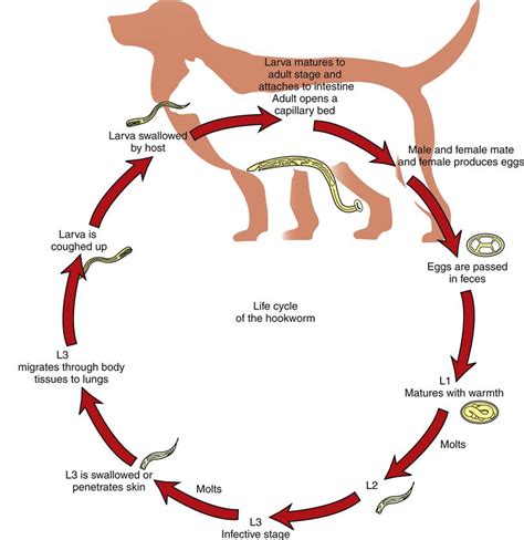 Whipworm Life Cycle Dog