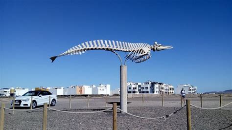 Cuvier's Beaked Whale Skeleton (El Cotillo) - 2020 All You Need to Know ...