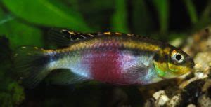 Kribensis Cichlid 101: Care, Size, Tank Requirements...