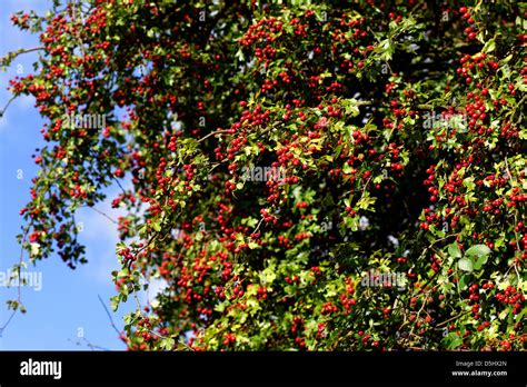 Hawthorn tree with berries Stock Photo - Alamy