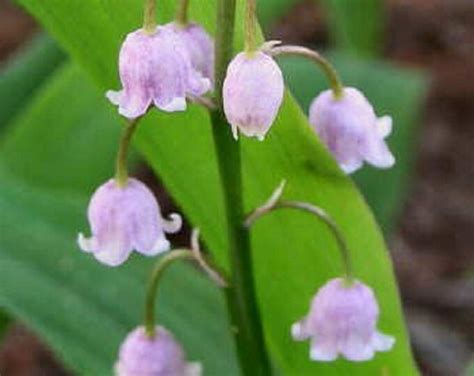 10 PINK Lily of the Valley Fragrant Shade Plants Perennial - Etsy