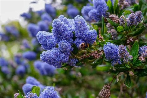 California Lilac: How And When To Prune, Plant, And Transplant?