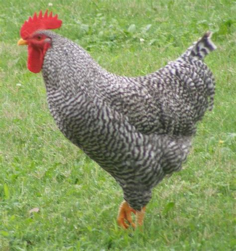 Barred Rock Chickens For Sale | Cackle Hatchery