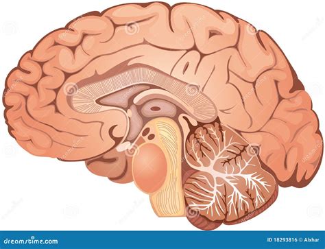 Brain stock vector. Illustration of pons, midbrain, nervous - 18293816