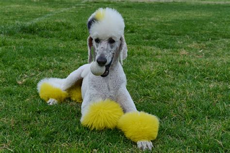 Small Animal Talk: Poodle hair, emotional assistance dogs and other gems from the web