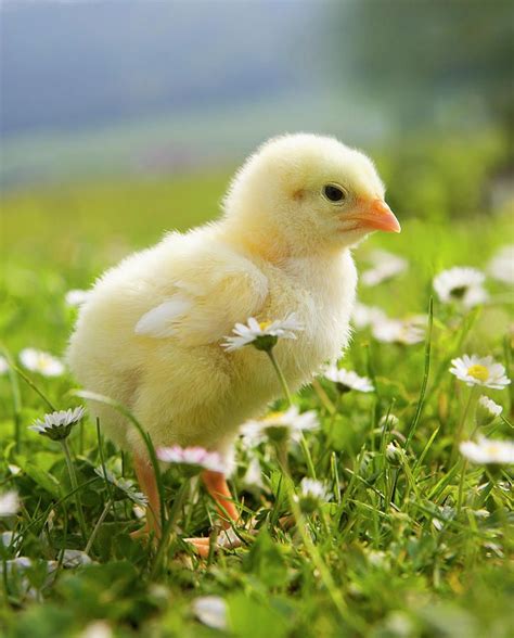 Domestic Animals Photograph - Austria, Baby Chicken In Meadow, Close by ...