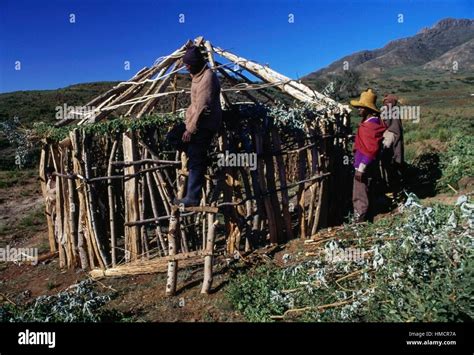 Construction of a rondavel, traditional round houses with thatched ...