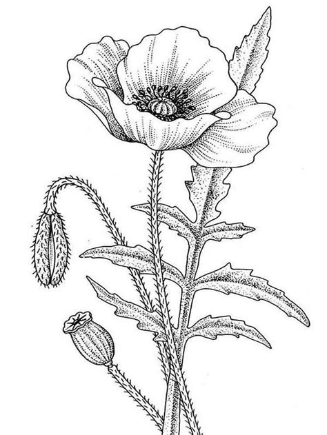 Poppies Coloring Pages - Best Coloring Pages For Kids | Poppy flower ...