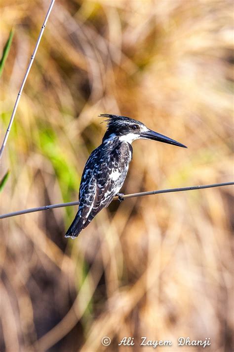 The Pied Kingfisher | Kingfisher, National parks, Clear lake