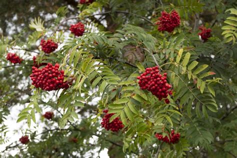 European Mountain Ash - Sorbus Aucuparia | Decidous Trees | Cold Stream ...