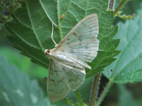 Crambidae Micro Moths - BRITISH NATURE GUIDE