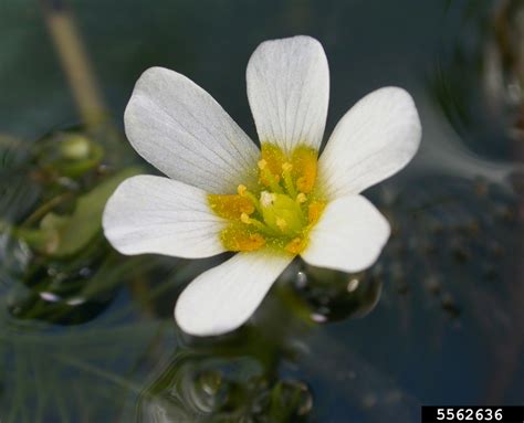 Carolina fanwort, fanwort (Cabomba caroliniana)