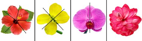 Types Of Flower Symmetry - Design Talk