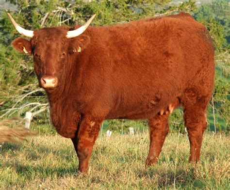 la Salers, Salers, Auvergne | Bull art, Beef cow, Cattle