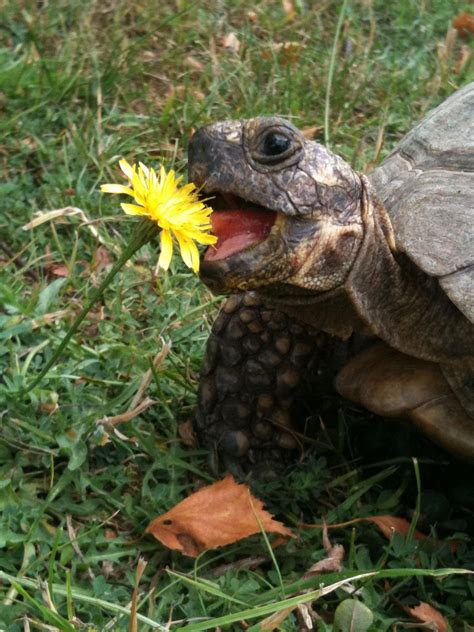 ♥ Pet Turtle ♥ Tortoise eating a Dandelion. | Pet turtle, Tortoise turtle, Tortoises