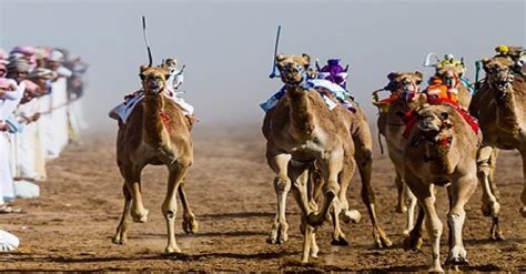 Camel races in Dubai – Camel Racing Dubai