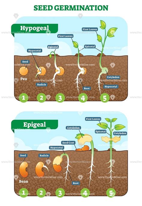 Seed germination cross section stages vector illustration diagram | Biology plants, Seed ...
