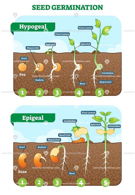 Pin on Life sciences illustrated