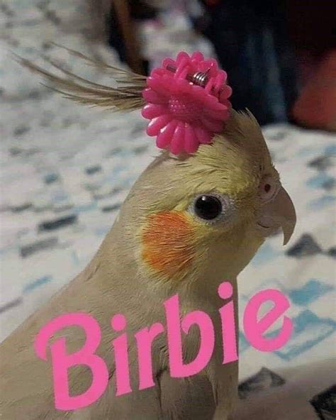 Chirpy Chirp-ful Birb Memes (32 Memes) | Funny birds, Funny parrots, Funny animal pictures