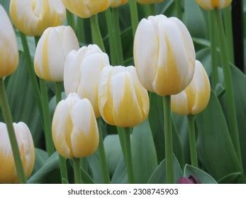 Keukenhof Tulip Festival Amsterdam 2023 Stock Photo 2308745903 | Shutterstock