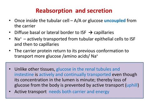 PPT - Urinary System L 2, 3 Tubular Reabsorption & secretion PowerPoint ...