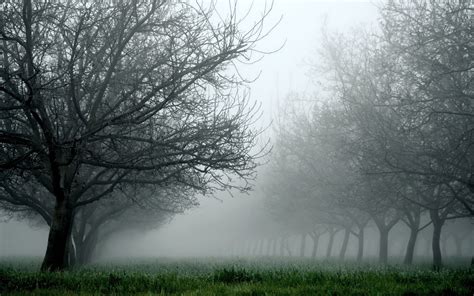 nature, Landscapes, Trees, Orchard, Fields, Grass, Fog, Mist, Haze, Fall, Autumn, Seasons ...