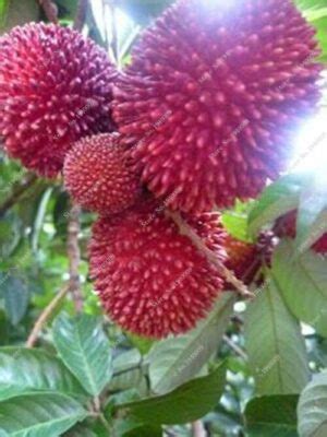 Durian Seeds 5 Packets OutletTrends.com Free Shipping Up to 70% OFF