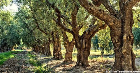 Coratina Olive Trees - Olive Tree Farm