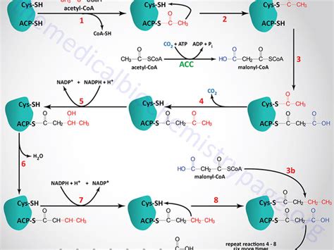 Fatty Acid Synthesis Citrate