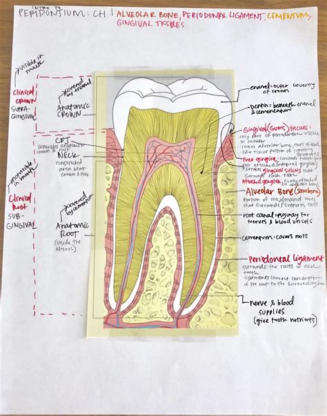 Periodontium | Dental hygiene education, Dental assistant study, Dental anatomy