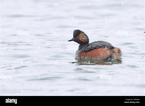 Black-necked Grebe in breeding plumage Stock Photo - Alamy