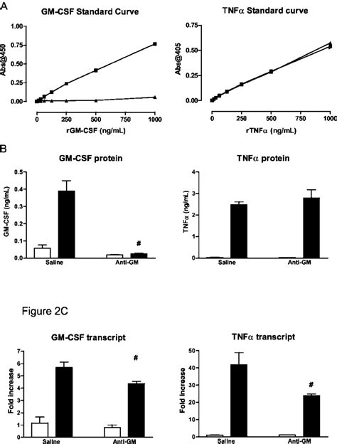 Anti-GM-CSF neutralizes recombinant and endogenous GM-CSF present in ...