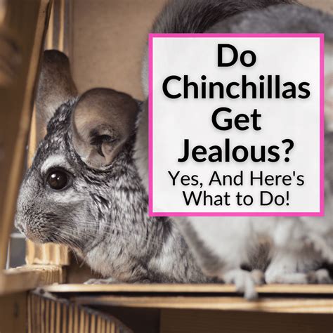 Do Chinchillas Get Jealous? (Yes, And Here's What to Do!)