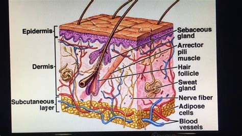 [DIAGRAM] Onion Epidermal Diagram Labeled With Oils - MYDIAGRAM.ONLINE