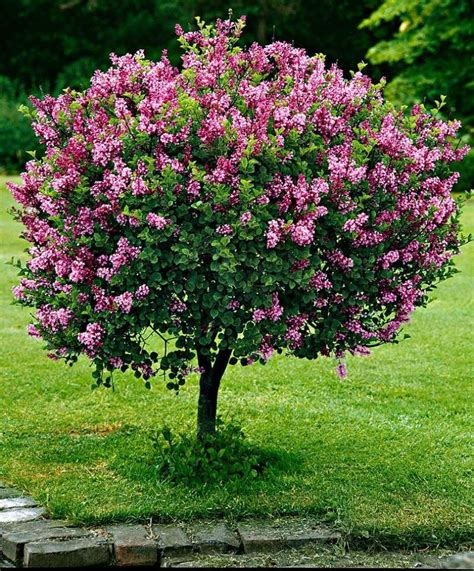 dwarf-korean-lilac-tree-1 | Arbustos floridos, Jardins pequenos, Arvores para jardim