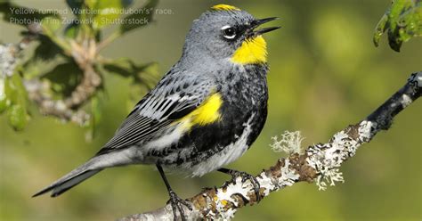 Yellow-rumped Warbler - American Bird Conservancy