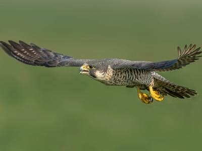 Peregrine Falcon Nesting: A Complete Guide | Birdfact