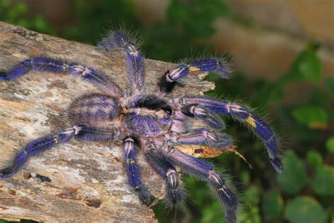 Tarantula With Wings: Are Flying Tarantulas Real or Myth? - A-Z Animals