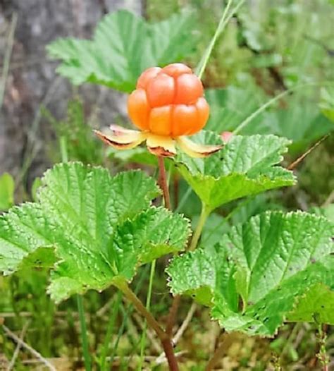 22+ Cloudberry Plants For Sale - RonaldFelicity