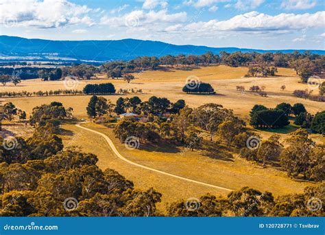 Australian Countryside Farm Scene With Cows Stock Photography ...