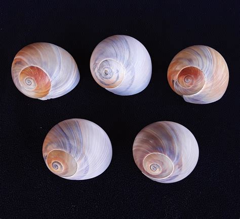 Larger Hermit Crab Shells, Set of 10, US Shipping Included