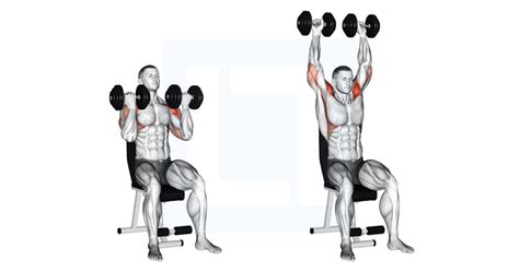 Dumbbell Arnold Press - Guide, Benefits, and Form