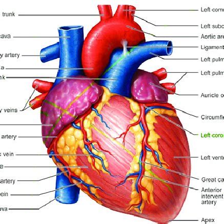 Diagram of a human heart. | Download Scientific Diagram