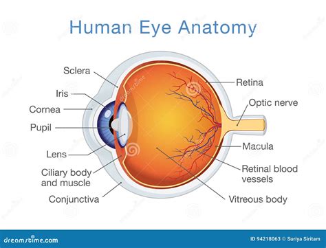 Anatomie Van Menselijk Oog En Beschrijvingen Vector Illustratie ...