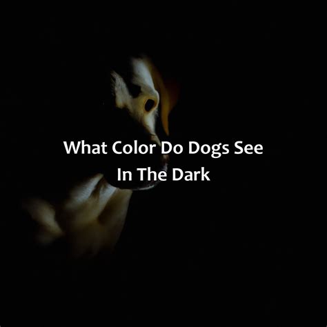 What Color Do Dogs See In The Dark - colorscombo.com