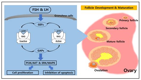 Animals | Free Full-Text | The Role of the Guanosine Nucleotide-Binding Protein in the Corpus Luteum