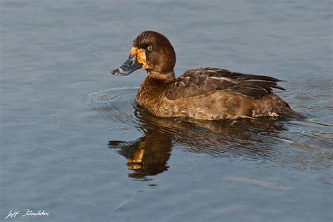 Female Greater Scaup Photograph by Jeff Goulden - Fine Art America