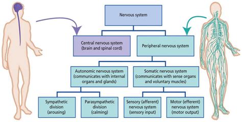 1: The central nervous system (CNS) and peripheral nervous system... | Download Scientific Diagram